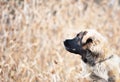 Beautiful portrait dog puppy leonberger in winter autumn nature with blue sky forest and sunrise Royalty Free Stock Photo