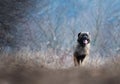 Beautiful portrait dog puppy leonberger in winter autumn nature with blue sky forest and sunrise Royalty Free Stock Photo