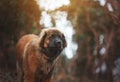 Beautiful portrait dog puppy leonberger in winter autumn nature with blue sky forest and sunrise Royalty Free Stock Photo