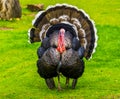 Beautiful portrait of a domestic turkey spreading its feathers, popular ornamental bird specie, animal farm pet from Mexico and Royalty Free Stock Photo