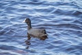 A beautiful portrait of an eurasian coot nesting in the lake Royalty Free Stock Photo