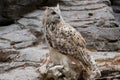 Beautiful portrait of an eurasian eagle owl Royalty Free Stock Photo