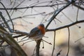 Beautiful portrait of European robin, Erithacus rubecula. Royalty Free Stock Photo