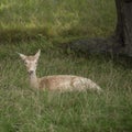 Beautiful portrait of fallow deer Dama Dama in lush green Summer field landscape