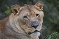 Beautiful portrait of a female big lion in South Africa Royalty Free Stock Photo