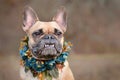 Female brown French Bulldog dog showing smile with overbite wearing a selfmade bue floral collar in front of blurry background