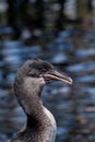 Beautiful portrait of flightless cormorant the Royalty Free Stock Photo