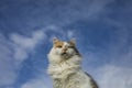 Portrait fluffy cat on a blue sky background