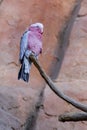 Beautiful portrait of a Galah Cockatoo, Eolophus roseicapilla perched on a tree branch.