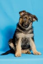 Beautiful portrait of a German Shepherd puppy Royalty Free Stock Photo