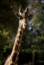 Beautiful Portrait Of A Giraffe