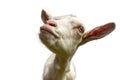 A beautiful portrait of a goat, curious approaches the goal to be immortalized, mountain, nature, goats. Royalty Free Stock Photo