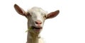 A beautiful portrait of a goat, curious approaches the goal to be immortalized, mountain, nature, goats. Royalty Free Stock Photo