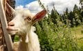 A beautiful portrait of a goat, curious approaches the goal to be immortalized, mountain, nature, goats. Royalty Free Stock Photo