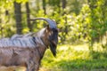 Beautiful portrait of goat male on pasture Royalty Free Stock Photo