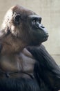 Beautiful Portrait of a Gorilla. Male gorilla on black background, severe silverback anthropoid ape Royalty Free Stock Photo