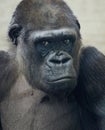 Beautiful Portrait of a Gorilla. Male gorilla on black background, severe silverback anthropoid ape