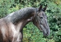 Beautiful portrait of a gray sport horse on green background