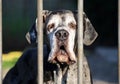 Beautiful portrait of a Great Dane with whole ears. Royalty Free Stock Photo