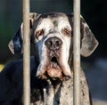 Beautiful portrait of a Great Dane with whole ears. Royalty Free Stock Photo