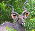 Beautiful portrait from greater kudu with big horns Royalty Free Stock Photo