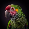Beautiful Portrait of a Green and Red Parrot on Black Background Royalty Free Stock Photo