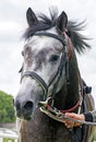 Portrait of a grey arabian horse Royalty Free Stock Photo