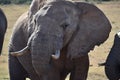 A beautiful portrait of a grey big elephant in Addo Elephant Park in Colchester, South Africa Royalty Free Stock Photo