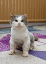 Beautiful portrait of grey cat, Portrait of green-eyed cat on yellow background Royalty Free Stock Photo