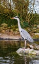 Beautiful portrait of a grey heron standing at the water side, Common bird in Europe Royalty Free Stock Photo