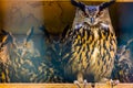 Beautiful portrait of a group of eurasian eagle owls, popular bird specie form Eurasia Royalty Free Stock Photo