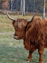 A beautiful portrait of a Highland cow Royalty Free Stock Photo