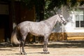 Beautiful portrait of a hispano arabian horse in Spain Royalty Free Stock Photo