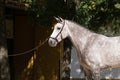 Portrait of the head of a hispano arabian horseBeautiful portrait of a hispano arabian horse in Spain Royalty Free Stock Photo