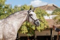 Beautiful portrait of a hispano arabian horse in Spain Royalty Free Stock Photo