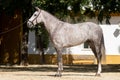 Beautiful portrait of a hispano arabian horse in Spain Royalty Free Stock Photo