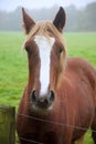 Beautiful portrait of horse in foggy field