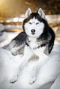 Beautiful portrait of husky dog, snowy sunny forest, winter background.