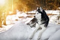 Beautiful portrait of husky dog, snowy sunny forest, winter background. Copy space.