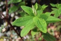 Beautiful Portrait image of micro plant leafs Royalty Free Stock Photo