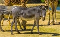 Beautiful portrait of a imperial zebra, Endangered animal specie from Africa, Black and white striped wild horse Royalty Free Stock Photo