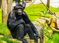 Beautiful portrait of a large adult chimpanzee, tropical monkey from Africa, Endangered animal specie