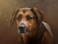 Beautiful portrait of a large malinois cross dog with texture background