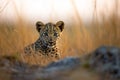 Beautiful portrait of a Leopard cub in natural habitat. Amazing African Wildlife. Generative Ai Royalty Free Stock Photo