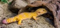 Beautiful portrait of a leopard gecko, Popular tropical reptile specie from Asia