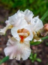 Beautiful portrait of light bearded iris flower Royalty Free Stock Photo