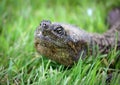 Beautiful portrait of a long neck turtle in grass during a summer day in Michigan