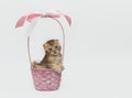 A beautiful portrait of a lop-eared red kitten in a gift basket Royalty Free Stock Photo