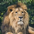 Beautiful portrait of Asiatic Lion Panthera Leo Persica Royalty Free Stock Photo