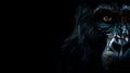Beautiful portrait male gorilla, black background with copy space. Generative AI Royalty Free Stock Photo